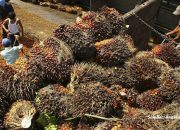 Jaksa Agung Tahan 11 Tersangka Korupsi Ekspor Minyak Sawit Ilegal, Rugikan Negara Rp 14 Triliun