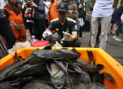 Dari Ikan Hias ke Hama Sungai: Dulu Dipelihara, Kini Ikan Sapu-Sapu Diburu Massal di Indonesia