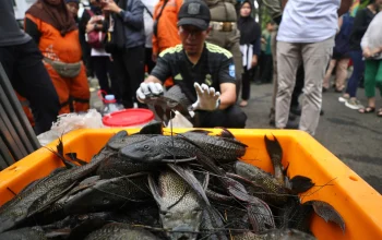 Dari Ikan Hias ke Hama Sungai: Dulu Dipelihara, Kini Ikan Sapu-Sapu Diburu Massal di Indonesia