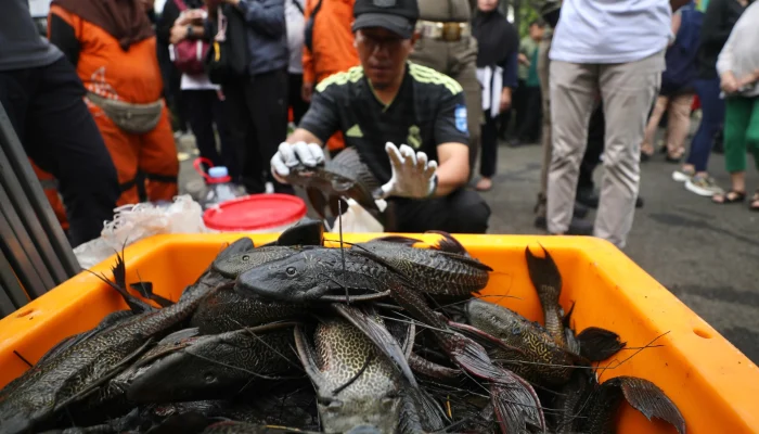 Dari Ikan Hias ke Hama Sungai: Dulu Dipelihara, Kini Ikan Sapu-Sapu Diburu Massal di Indonesia